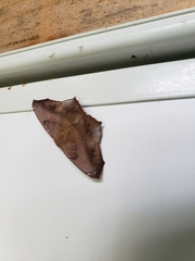 Eutrapela clemataria