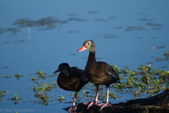 Dendrocygna autumnalis