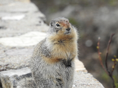 Urocitellus columbianus