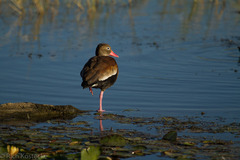 Dendrocygna autumnalis