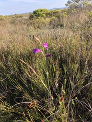 Gladiolus carinatus