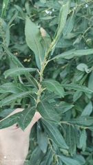 Salix cinerea