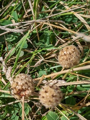 Trifolium fragiferum