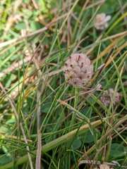 Trifolium fragiferum