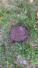 Calvatia cyathiformis