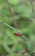 Rhagonycha fulva