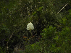 Xerophyllum tenax