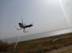 Argiope lobata