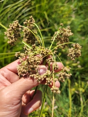 Scirpus cyperinus