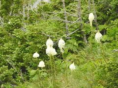 Xerophyllum tenax