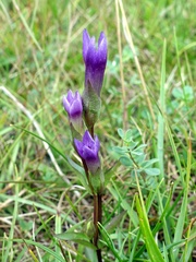 Gentianella campestris