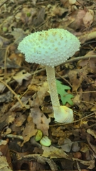 Amanita abrupta