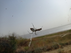 Argiope lobata