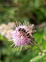 Cerceris rybyensis