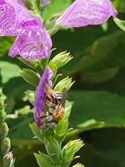 Anthophora californica