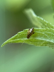 Chrysomeloidea