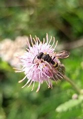 Cerceris rybyensis