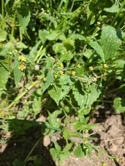 Galinsoga quadriradiata