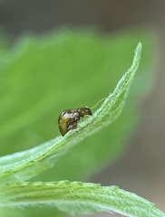 Chrysomeloidea