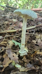 Amanita abrupta