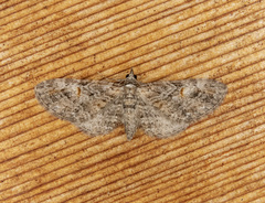 Eupithecia graefii