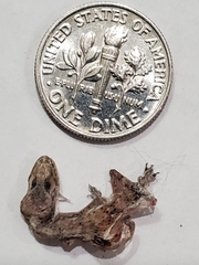 Hemidactylus turcicus