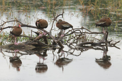 Dendrocygna autumnalis