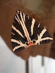 Euplagia quadripunctaria