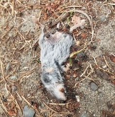 Peromyscus sonoriensis