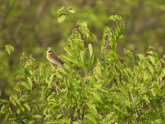 Spiza americana