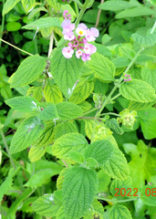 Lantana fucata