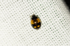 Adalia bipunctata