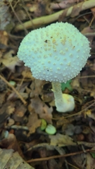 Amanita abrupta