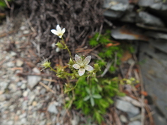 Saxifraga bronchialis