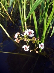 Sagittaria sagittifolia