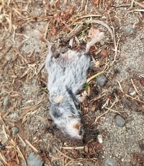 Peromyscus sonoriensis