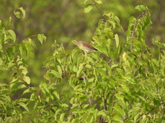 Spiza americana