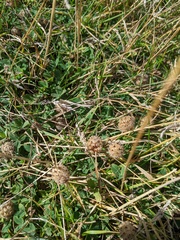 Trifolium fragiferum