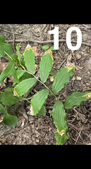 Maianthemum racemosum