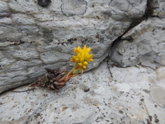 Sedum lanceolatum