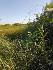 Glyceria arundinacea