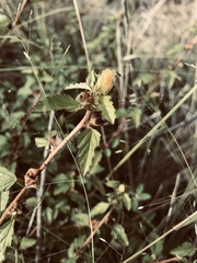 Rhynchosida physocalyx
