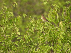 Spiza americana