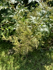Filipendula