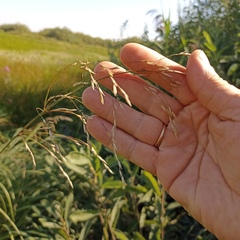Glyceria arundinacea