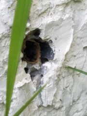 Nannotrigona perilampoides