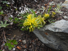 Sedum lanceolatum