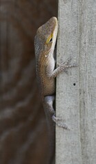Anolis carolinensis
