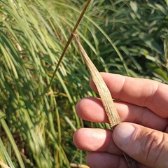 Glyceria arundinacea