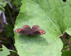 Erebia